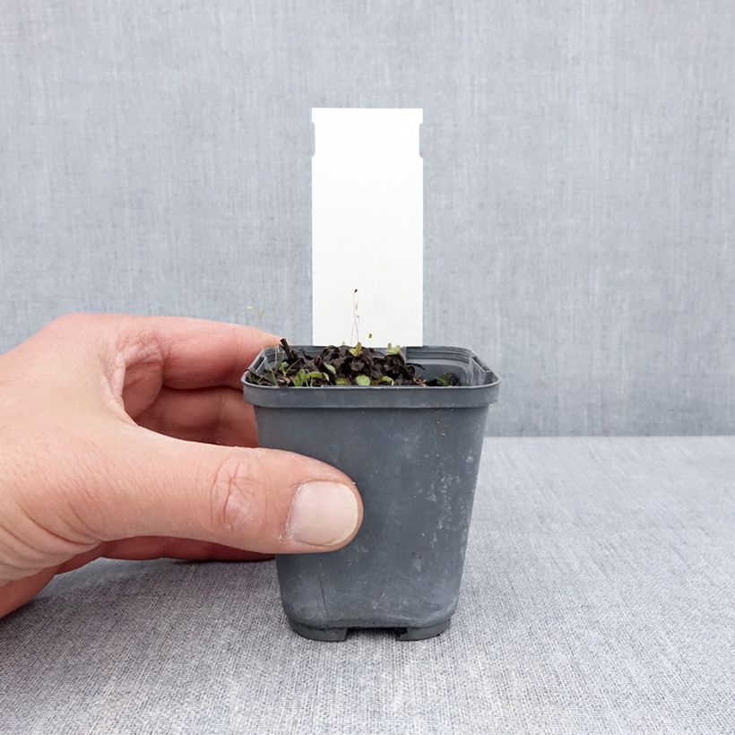 Amostra de Buphthalmum salicifolium Dora Vaso de 8/9 cm tal como entregue na primavera