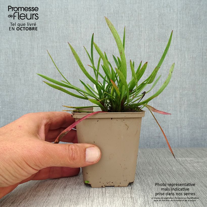 Amostra de Bupleurum falcatum Vaso de 8/9 cm tal como entregue no outono