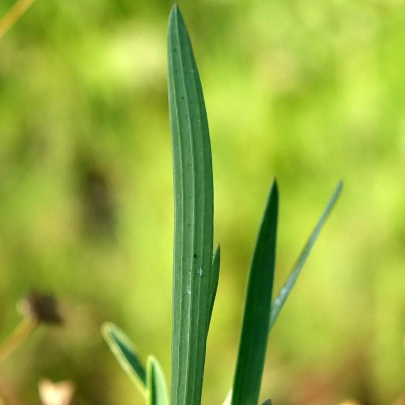 Bupleurum falcatum (Folhagem)