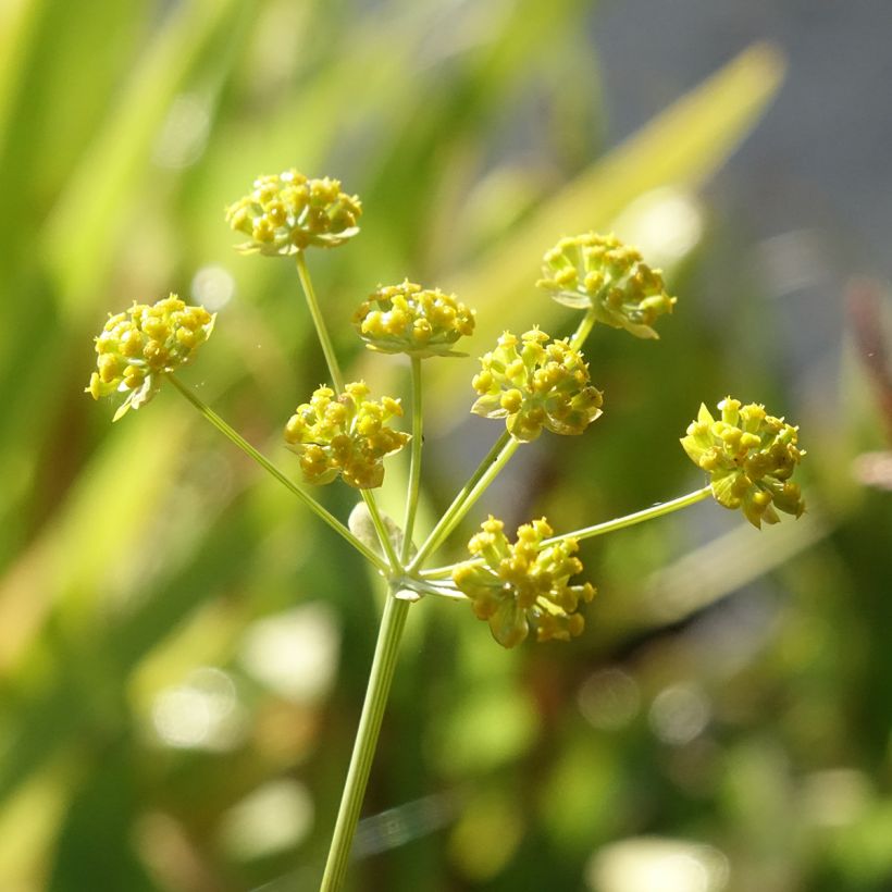 Bupleurum falcatum (Floração)