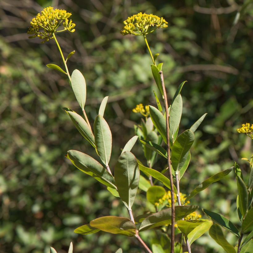 Bupleurum fruticosum (Folhagem)