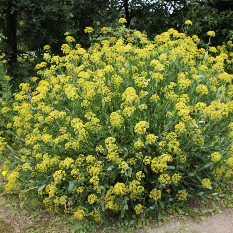 Bupleurum fruticosum (Hábito)