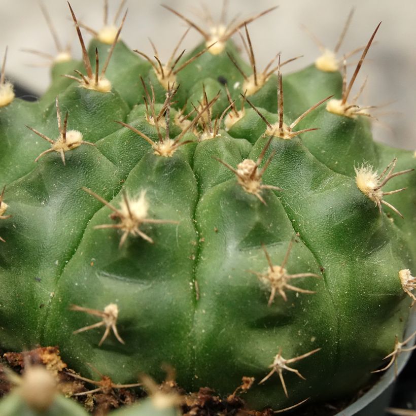 Gymnocalycium baldianum - Cacto (Folhagem)