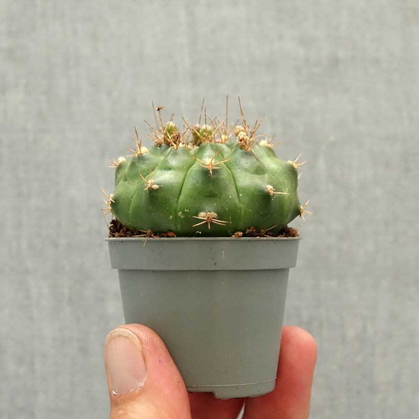 Amostra de Cactus araignée - Gymnocalycium baldianum Miniplanta tal como entregue na primavera