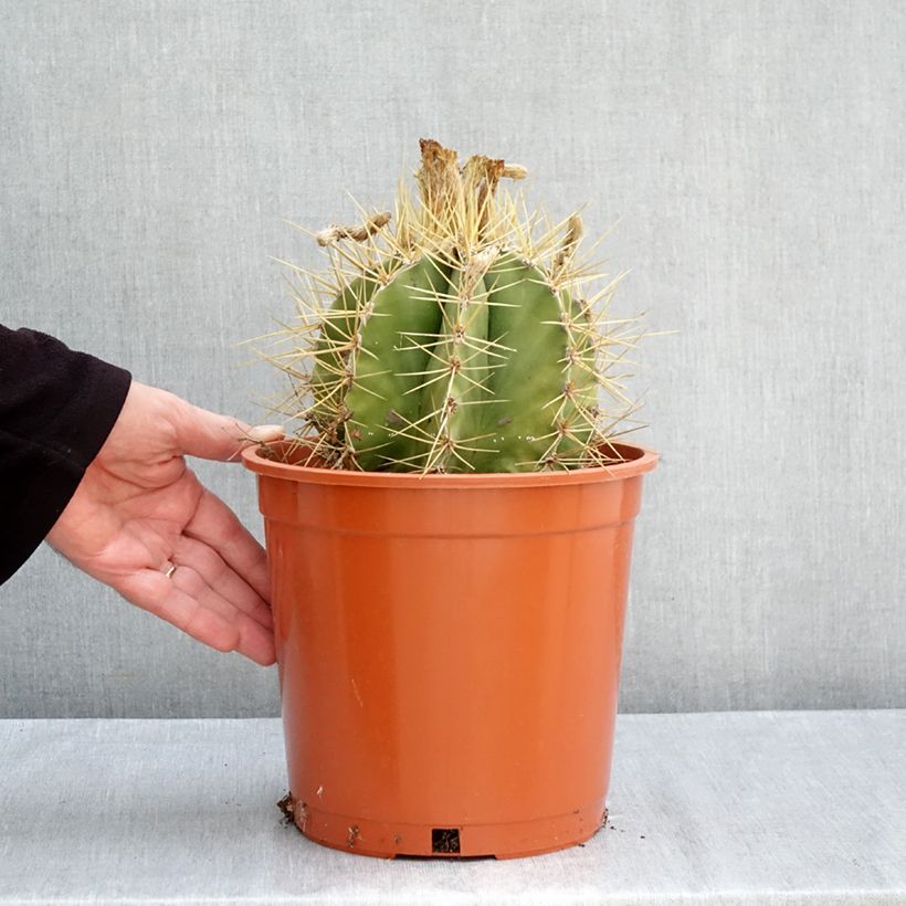 Amostra de Astrophytum ornatum - Cacto-estrela Vaso de 4 L/5 L tal como entregue no outono