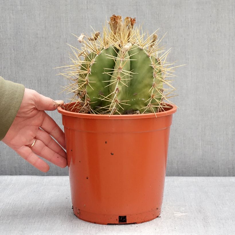 Amostra de Cactus - Astrophytum ornatum Pot de 4L/5L tal como entregue no inverno