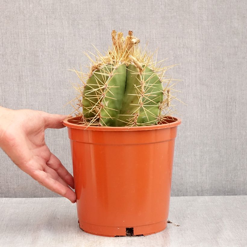 Amostra de Cactus - Astrophytum ornatum Vaso de 4 L/5 L tal como entregue no verão