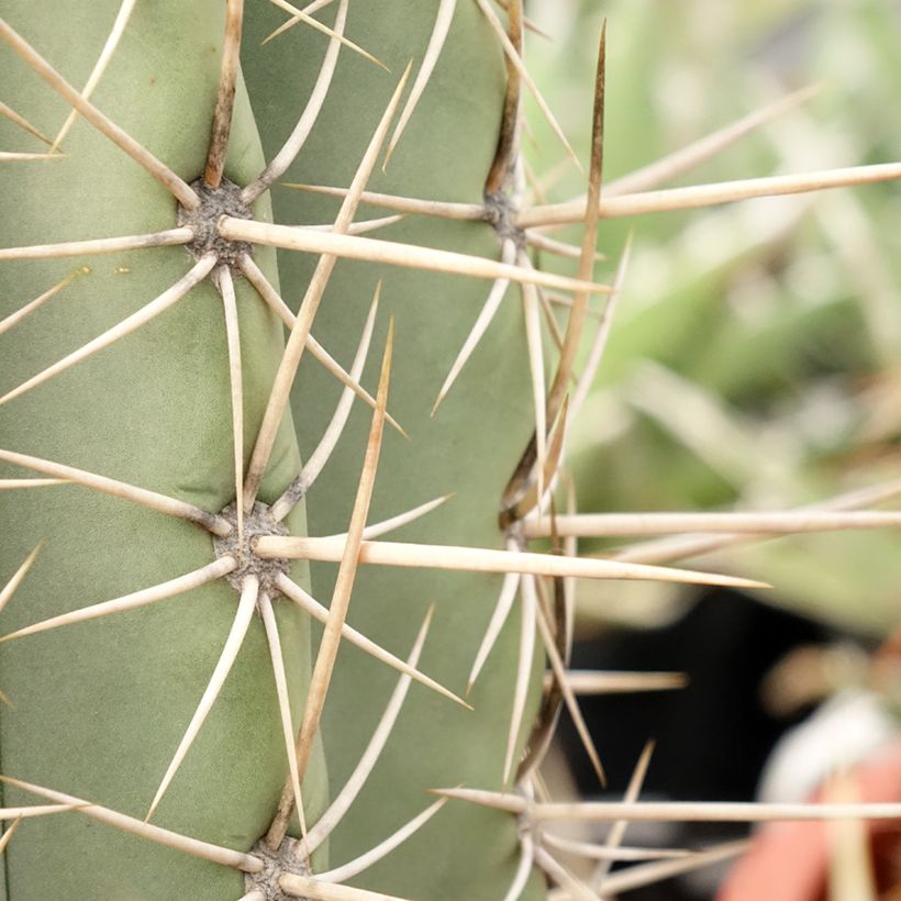 Echinopsis atacamensis subsp. pasacana (Folhagem)