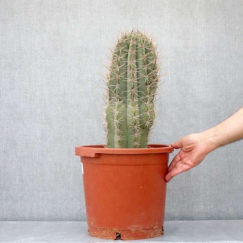 Amostra de Cactus candélabre - Echinopsis pasacana Pot de 12L/15L tal como entregue no inverno