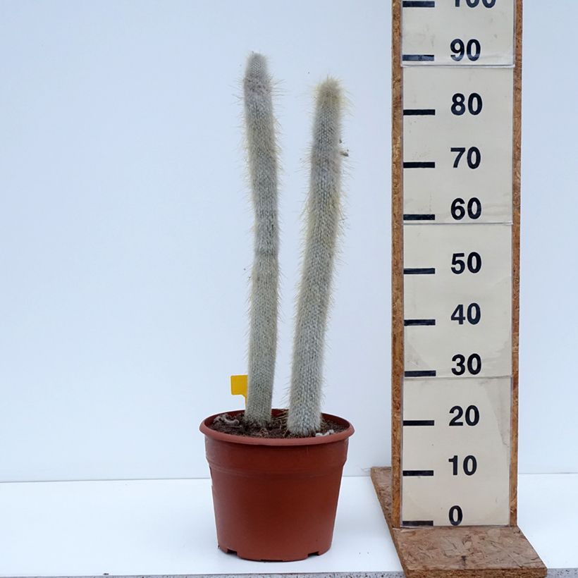 Amostra de Cactus cierge - Cleistocactus strausii Vaso de 12 L/15 L tal como entregue no inverno