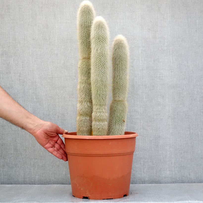 Amostra de Cleistocactus strausii Vaso de 12 L/15 L tal como entregue na primavera