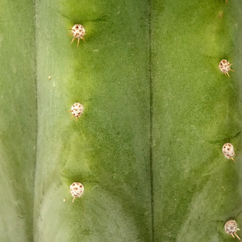 Trichocereus pachanoi (Folhagem)