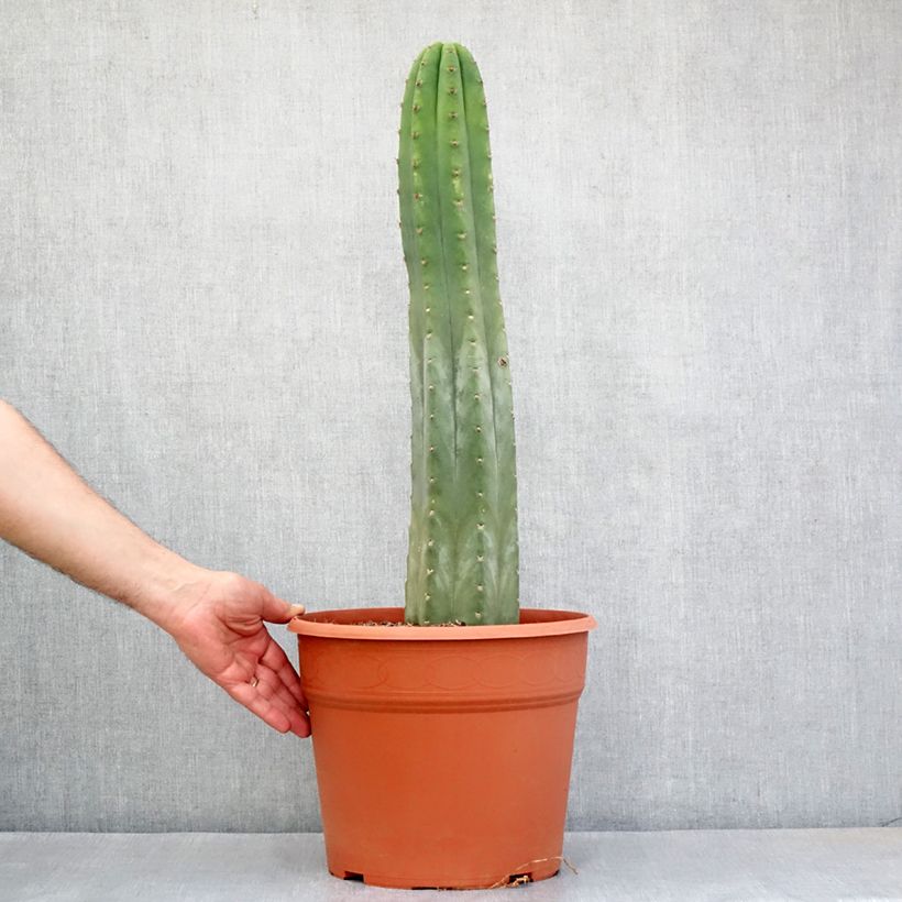 Amostra de Cactus de San Pedro - Trichocereus pachanoi Pot de 12L/15L tal como entregue no inverno