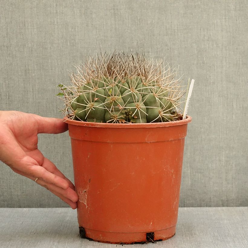 Amostra de Gymnocalycium saglionis Vaso de 4 L/5 L tal como entregue no verão
