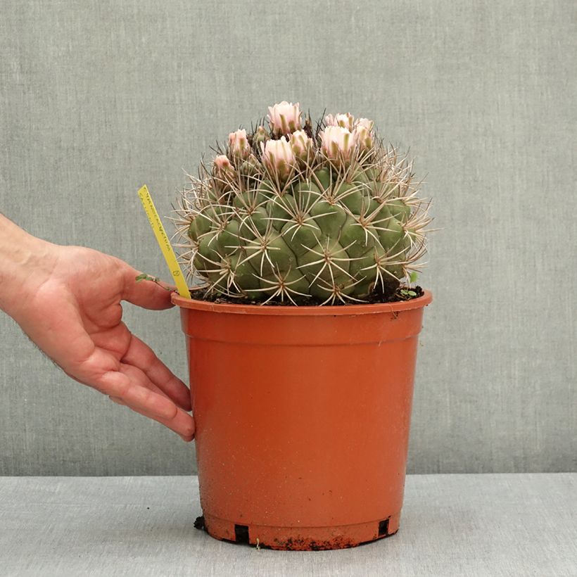 Amostra de Gymnocalycium saglionis Vaso de 4 L/5 L tal como entregue na primavera