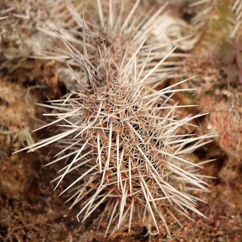 Lobivia cardenasiana - Cacto (Folhagem)
