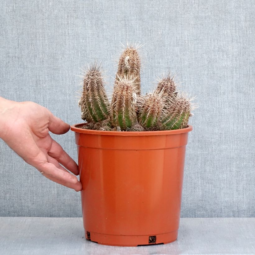 Amostra de Cactus - Lobivia cardenasiana Pot de 4L/5L tal como entregue na primavera