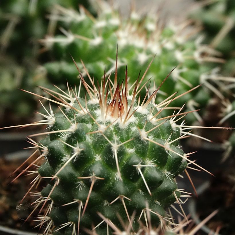 Mammillaria baxteriana - Cacto (Folhagem)