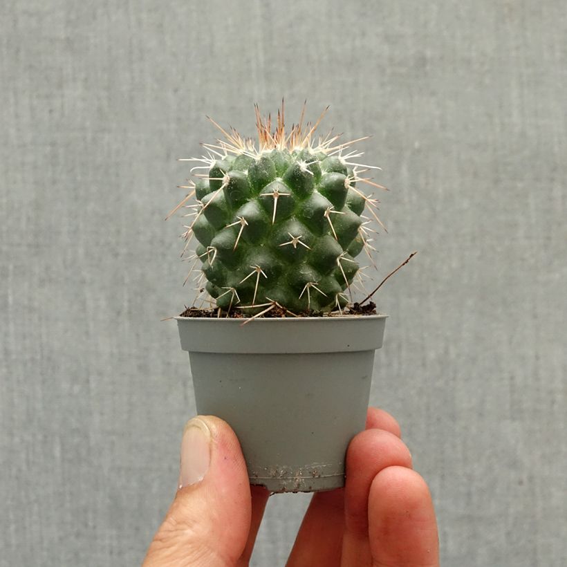 Amostra de Mammillaria baxteriana - Cacto Miniplanta tal como entregue na primavera