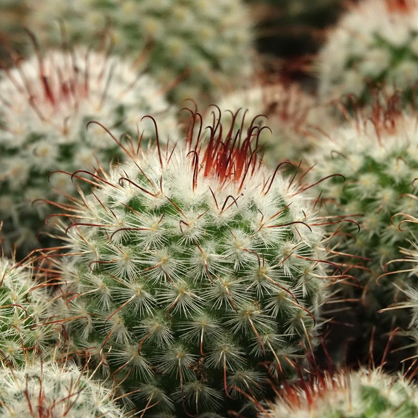 Mammillaria bombycina - Cacto (Folhagem)