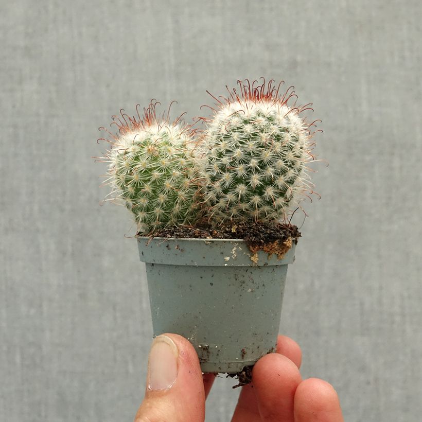 Amostra de Cactus - Mammillaria bombycina Mini-plante tal como entregue na primavera