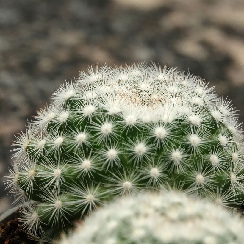 Mammillaria candida - Cacto (Folhagem)