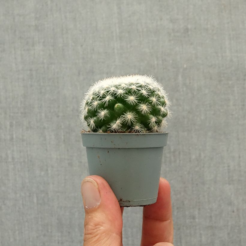 Amostra de Cactus - Mammillaria candida Mini-plante tal como entregue na primavera