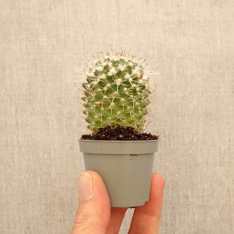 Amostra de Cactus - Mammillaria compressa Miniplanta tal como entregue na primavera