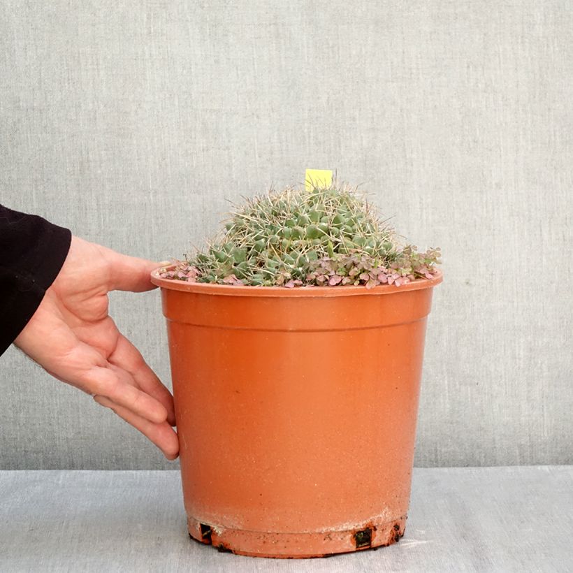 Amostra de Mammillaria compressa - Mamilária-comprimida Vaso de 4 L/5 L tal como entregue no outono