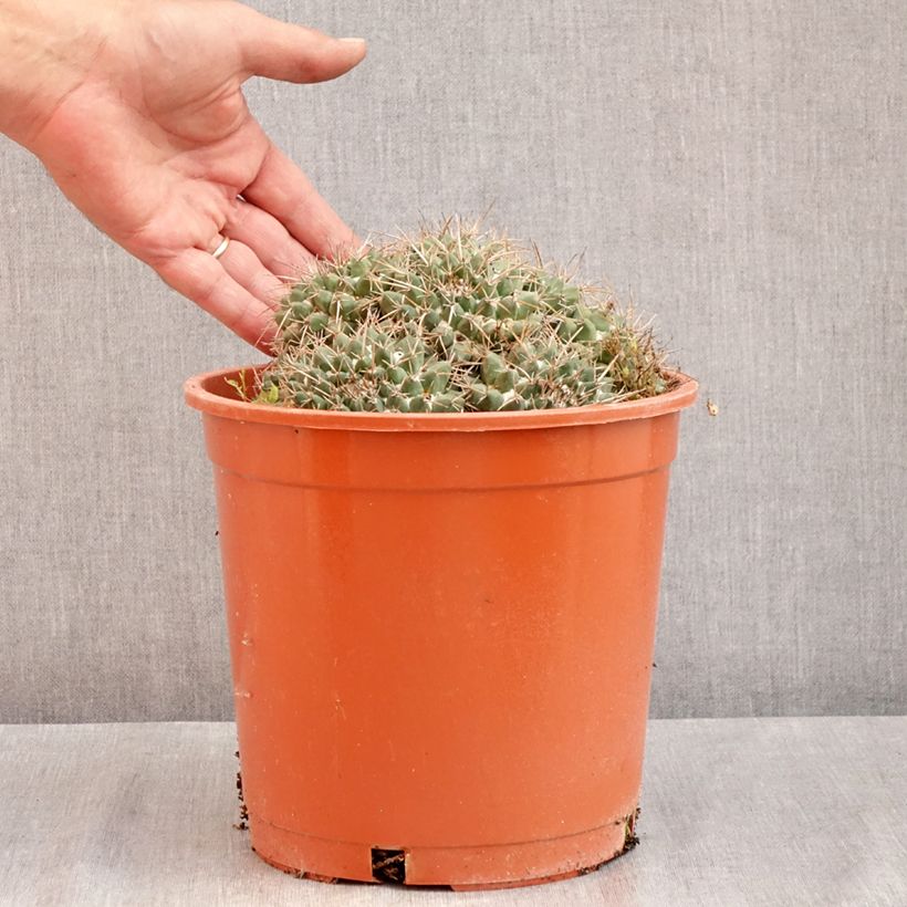 Amostra de Cactus - Mammillaria compressa Vaso de 4 L/5 L tal como entregue no verão