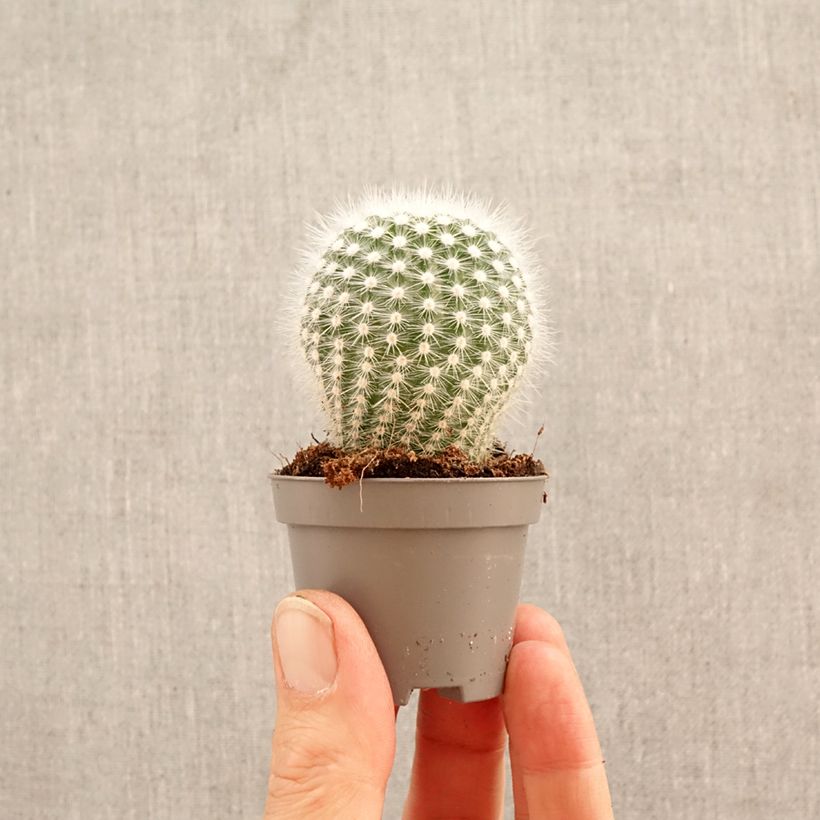 Amostra de Cactus - Mammillaria hahniana Miniplanta tal como entregue na primavera