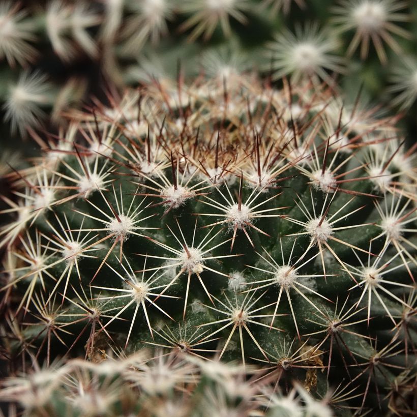 Mammillaria heyderi - Cacto (Folhagem)