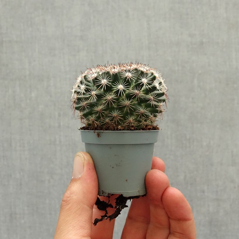 Amostra de Cactus - Mammillaria heyderi Mini-plante tal como entregue na primavera
