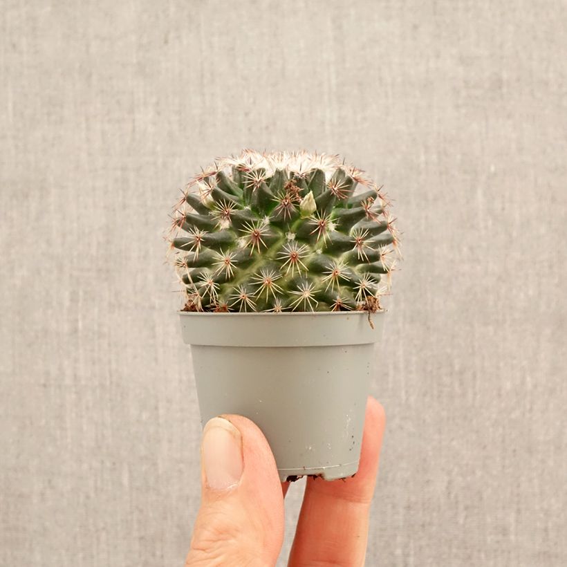 Amostra de Cactus - Mammillaria marksiana Miniplanta tal como entregue na primavera