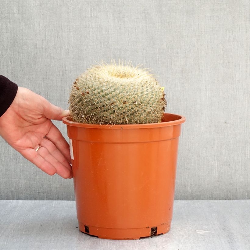 Amostra de Mammillaria muehlenpfordtii - Cacto Vaso de 4 L/5 L tal como entregue no outono