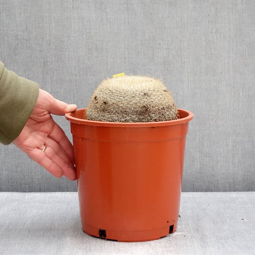 Amostra de Cactus - Mammillaria muehlenpfordtii Pot de 4L/5L tal como entregue no inverno