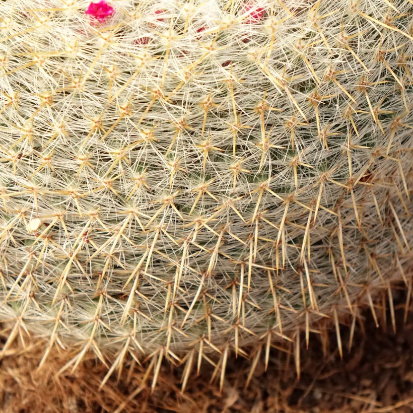 Mammillaria muehlenpfordtii (Folhagem)