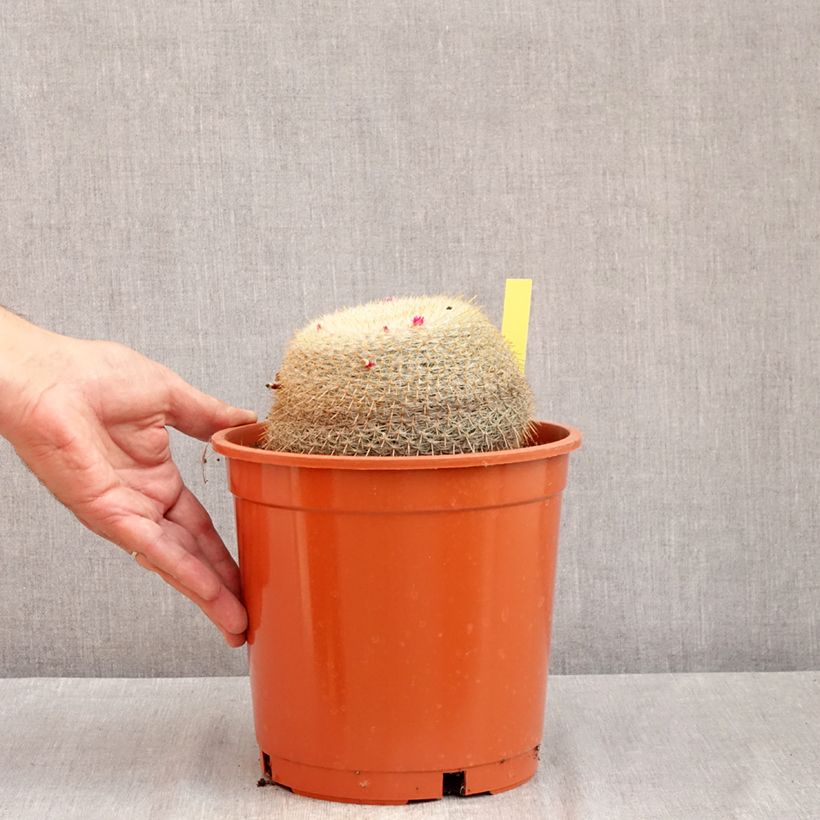 Amostra de Cactus - Mammillaria muehlenpfordtii Vaso de 4 L/5 L tal como entregue no verão