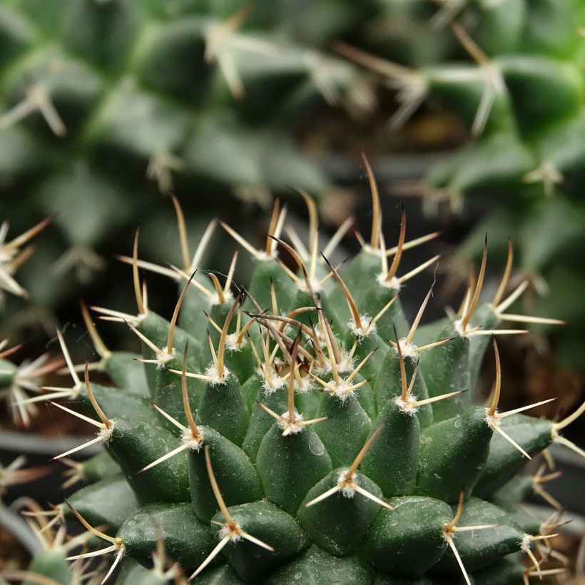 Mammillaria nejapensis Silver Arrows - Cacto (Folhagem)
