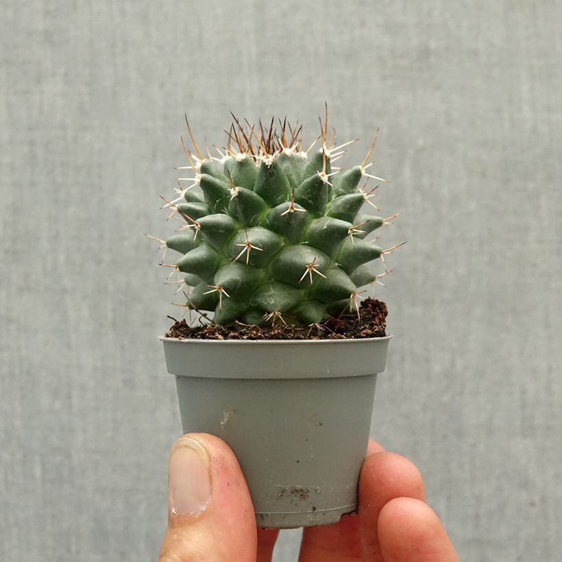Amostra de Cactus - Mammillaria nejapensis Silver Arrows Mini-plante tal como entregue na primavera