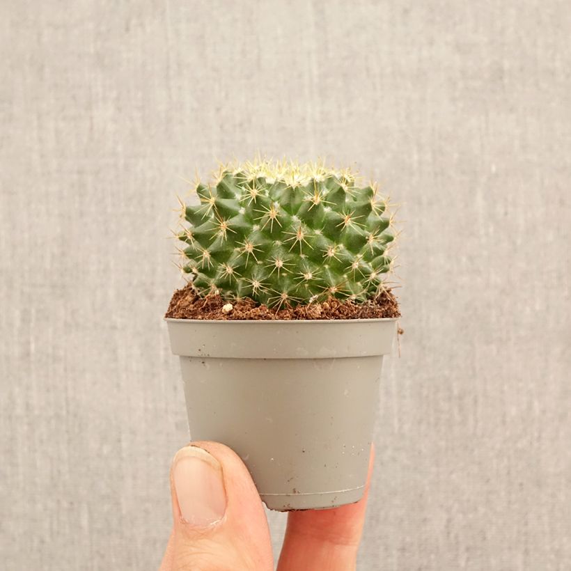 Amostra de Cactus - Mammillaria pringlei Miniplanta tal como entregue na primavera