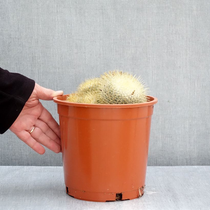 Amostra de Mammillaria rhodantha subsp. pringlei - Cato Vaso de 4 L/5 L tal como entregue no outono