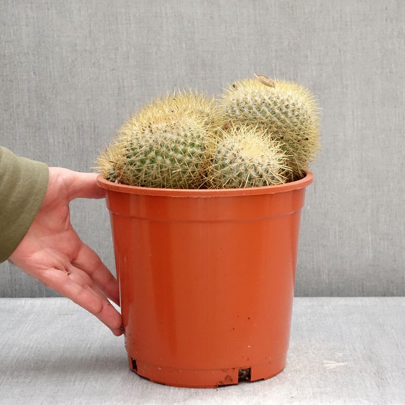 Amostra de Cactus - Mammillaria pringlei Pot de 4L/5L tal como entregue no inverno