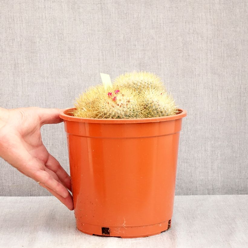 Amostra de Cactus - Mammillaria pringlei Vaso de 4 L/5 L tal como entregue no verão