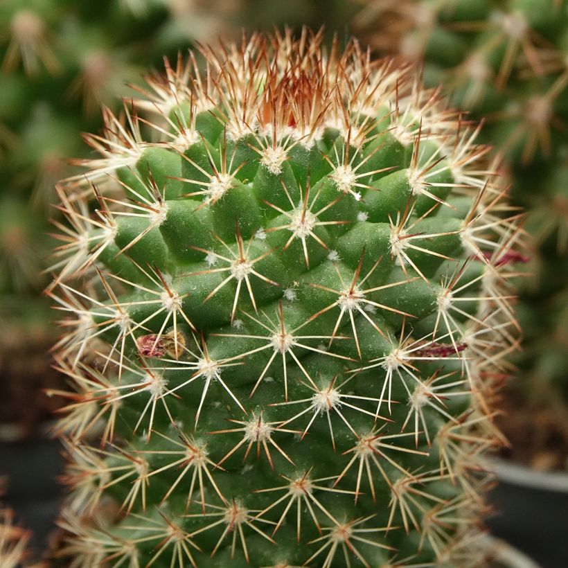 Mammillaria ruestii - Cacto (Folhagem)
