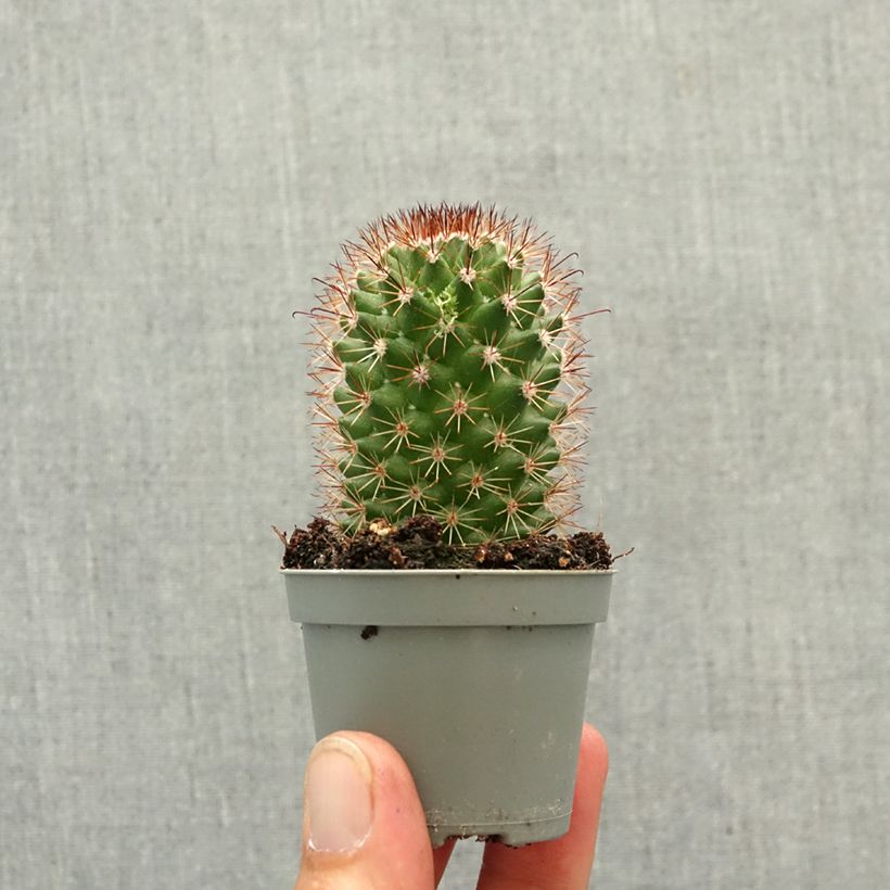 Amostra de Cactus - Mammillaria ruestii Mini-plante tal como entregue na primavera
