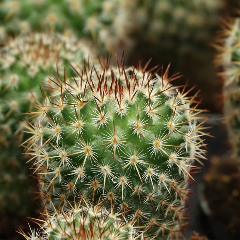 Mammillaria spinosissima f. rubrispina - Cacto (Folhagem)
