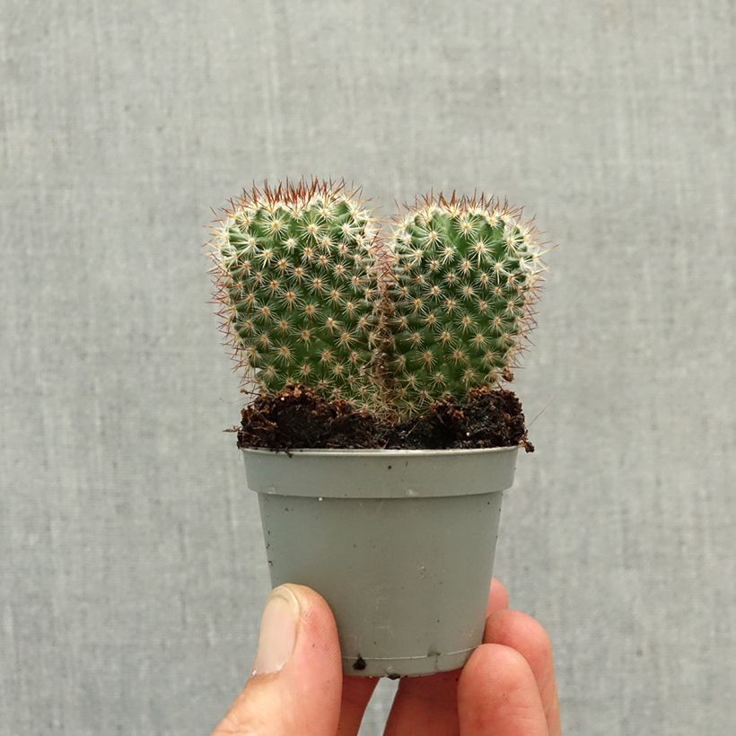 Amostra de Cactus Mammillaria spinosissima f. rubrispina  Mini-plante tal como entregue na primavera