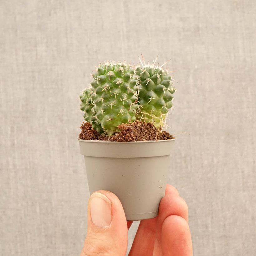 Amostra de Mammillaria polythele Toluca - Cacto Miniplanta tal como entregue na primavera