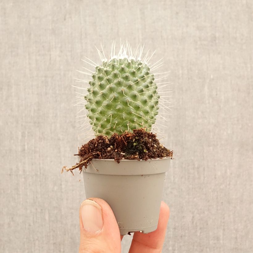 Amostra de Mammillaria Un Pico - Cacto Miniplanta tal como entregue na primavera